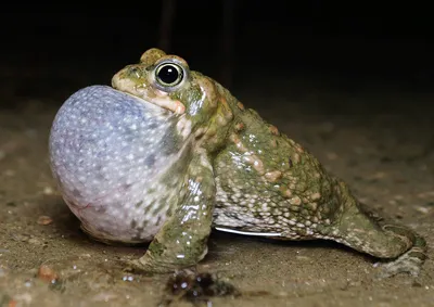 Самая большая жаба в мире | Самое интересное в мире
