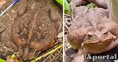 Самая большая в мире жаба Toadzilla – камышовую лягушку весом 2,7 кг нашли  в Австралии – видео