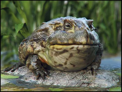Самые большие жабы в мире - 72 фото
