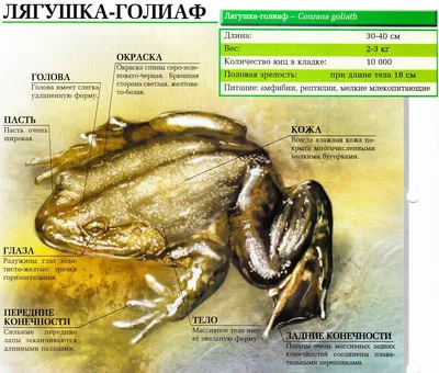 Земноводные животные: примеры, признаки и особенности