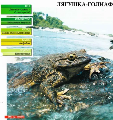 Она очень большая и очень красивая»: новосибирский волонтер спасла серую  жабу от гибели на дороге - KP.RU