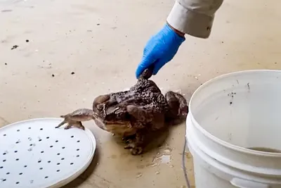 В Австралии обнаружена самая большая в мире тростниковая жаба весом 2,7  килограмма - Российская газета