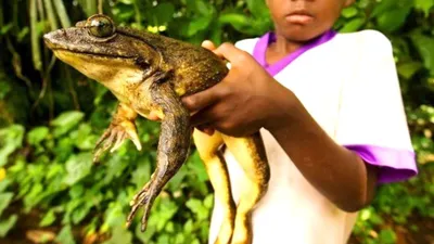 Жабы-Монстры... Самые огромные лягушки в мире! - YouTube