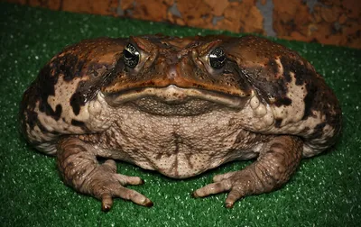 В Австралии обнаружена самая большая в мире тростниковая жаба весом 2,7  килограмма - Российская газета