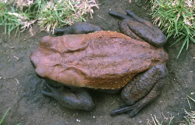 Галерея Макроклуба - Самая большая лягушка