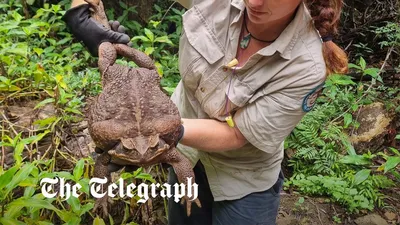 Найдена лягушка размером с младенца – фото и видео