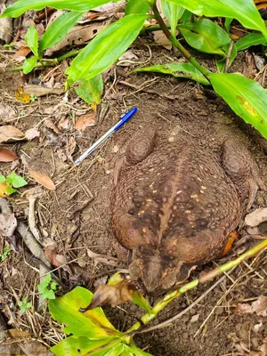 В Австралии обнаружили крупнейшую в мире жабу