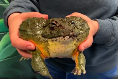 В Австралии нашли величайшую лягушку в мире - Pets