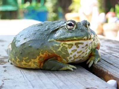 Самая большая жаба америки, колорадская жаба bufo alvarius: 3 000 грн. -  Другое Киев на BON.ua 101682814