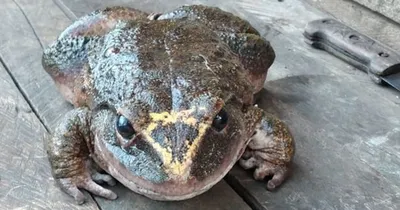 Самая большая жаба на земле - 77 фото