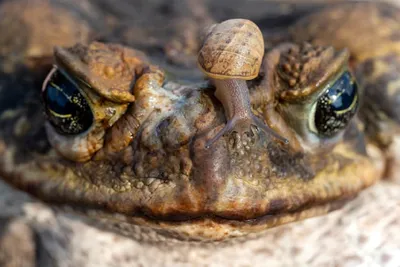 В Австралии нашли самую большую жабу: ядовитый монстр шокировал своими  размерами (фото) — УНИАН