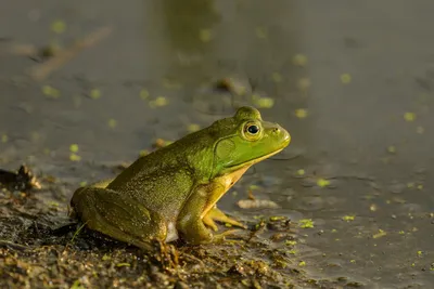 Колорадская жаба - Жабы | Некоммерческий учебно-познавательный  интернет-портал Зоогалактика
