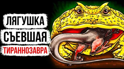 Лягушка - Голиаф. Самая гигантская жаба, о существовании которой вы не  подозревали | Флора и Фауна✓ | Дзен