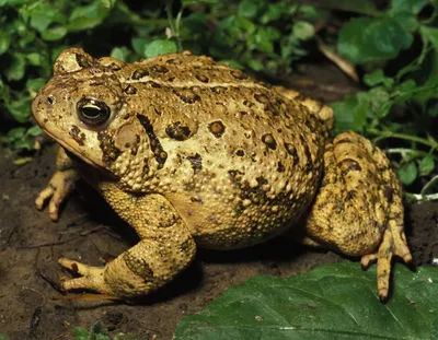 Какая жаба вторая из самых крупных,... | Ответ на вопрос | QuizzClub