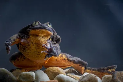 Joy - Интересные факты Самая большая в мире жаба – жаба Бломберга (также  известная как колумбийская гигантская жаба), обитающая в Южной Америке  (была обнаружена в западной Колумбии и северо-западном Эквадоре). Длина её