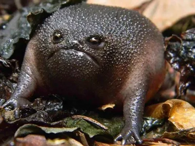 Жаба ага Среди жаб самая крупная – жаба ага, обитатель Центральной и Ю
