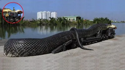 Самая большая змея в мире фото