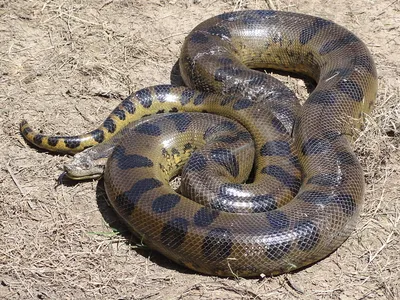 Самая большая змея в мире фотографии