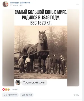 Самые красивые породы лошадей в мире