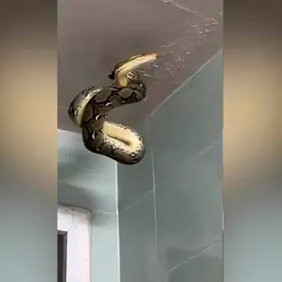 Самая большая в мире змея свесилась с потолка на зашедшего в туалет  мужчину: Звери: Из жизни: Lenta.ru
