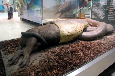 Самая большая змея | Пикабу