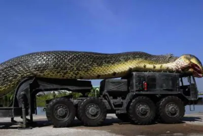 Самая большая змея в мире: ей 103 года - Рамблер/субботний