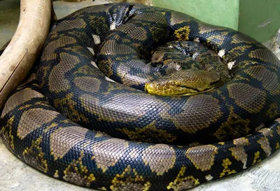 10 самых больших змей в мире - YouTube