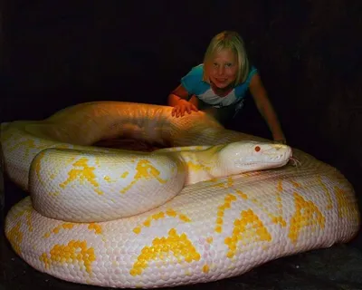 10 самых больших змей в мире (Фото, Видео)