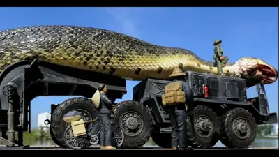 Возможно самая длинная змея в мире. Интересные факты о зеленой анаконде. |  Веселый зверинец | Дзен