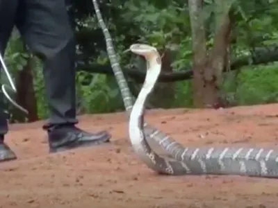 Твинки- самая большая змея в мире! Длина более 7 метров, вес около 170 кг |  Пикабу