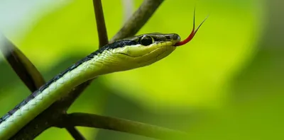 змея лежит в темноте в лесу, 3d королевская кобра самая длинная ядовитая  змея в мире, Hd фотография фото фон картинки и Фото для бесплатной загрузки