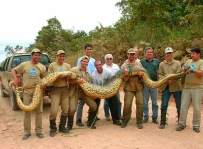 Самая большая змея на кавказе - 76 фото