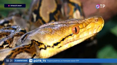 Умерла самая длинная змея в мире | aquaria-info.ru