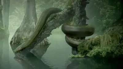 Самая длинная змея в мире