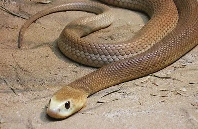 Хижина змеелова: Самая большая в мире выставка ядовитых змей открылась в  Московском зоопарке - Москва.Центр
