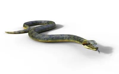 BB.lv: Пять самых удивительных змей в мире