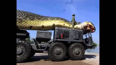 Самая большая змея | Пикабу