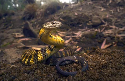 Самая ядовитая змея в мире фотографии