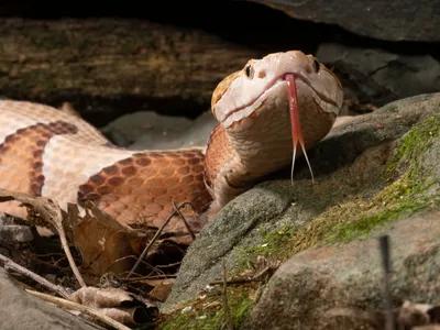 Тайпан Маккоя - Самая опасная змея на плане. — Екатерина Мордвинова на  TenChat.ru