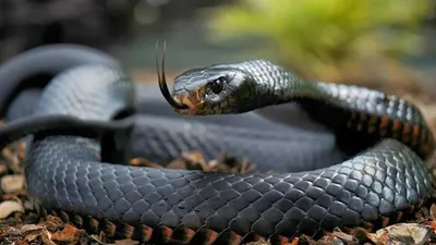 7 фактов о змеях, которые спасут при неожиданной встрече