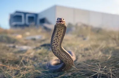 Самая ядовитая змея приползла в популярное место отдыха в Приморье
