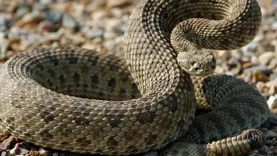Какая самая ядовитая змея в мире: список опасных рептилий, укус которых не  пережить | Курьер.Среда | Дзен