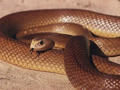 Змея муссурана: описание, фото, содержание и уход