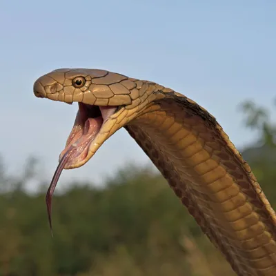 Самая ядовитая змея в мире, которая ещё ни разу никого не убила