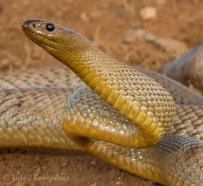 Какая ядовитая змея самая большая? | ВКонтакте