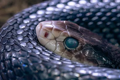 Тайпан Маккоя – самая ядовитая змея в мире. Яда одной особи достаточно,  чтобы убить сотню человек. Обитает эта змея в пустынях … | Смешные фото  кошек, Змея, Природа