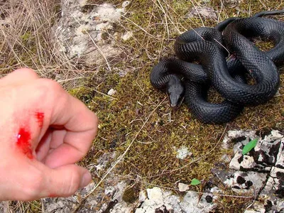 Топ-5 самых ядовитых и опасных змей в мире | Удивись! | Дзен