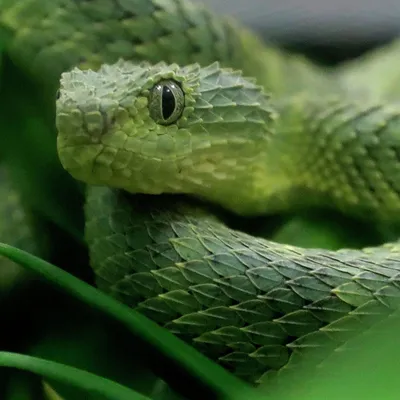 Тайпан: самая ядовитая змея в мире | Nashi: энциклопедия животных | Дзен