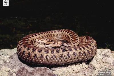 Самые опасные змеи в мире. [ТОП-7] | Пикабу