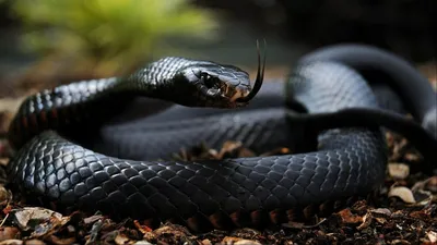Самая длинная в мире ядовитая змея Иллюстрация штока - иллюстрации  насчитывающей отрава, джунгли: 213819500